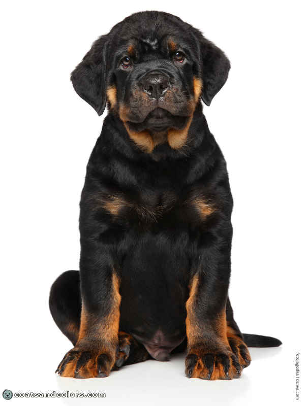 coatsandcolors.com tan points sooty markings