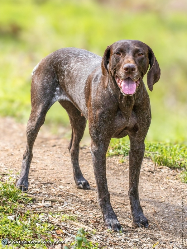coatsandcolors.com ticking mottles liver roan GSP