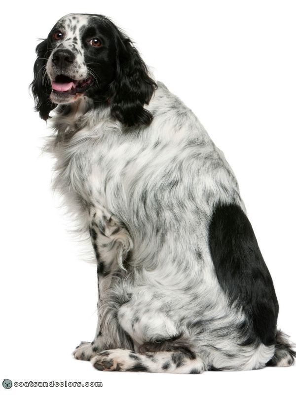 coatsandcolors.com ticking mottles longhaired dog black white ticked