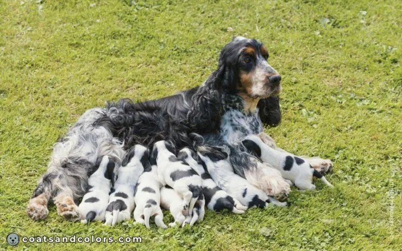 coatsandcolors.com ticking mottles missing at birth