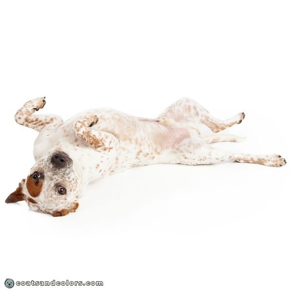 coatsandcolors.com ticking mottles red Heeler belly