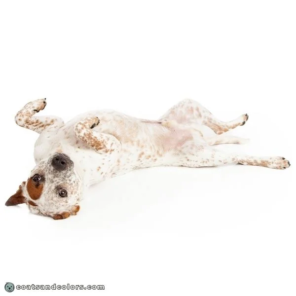 coatsandcolors.com ticking mottles red Heeler belly