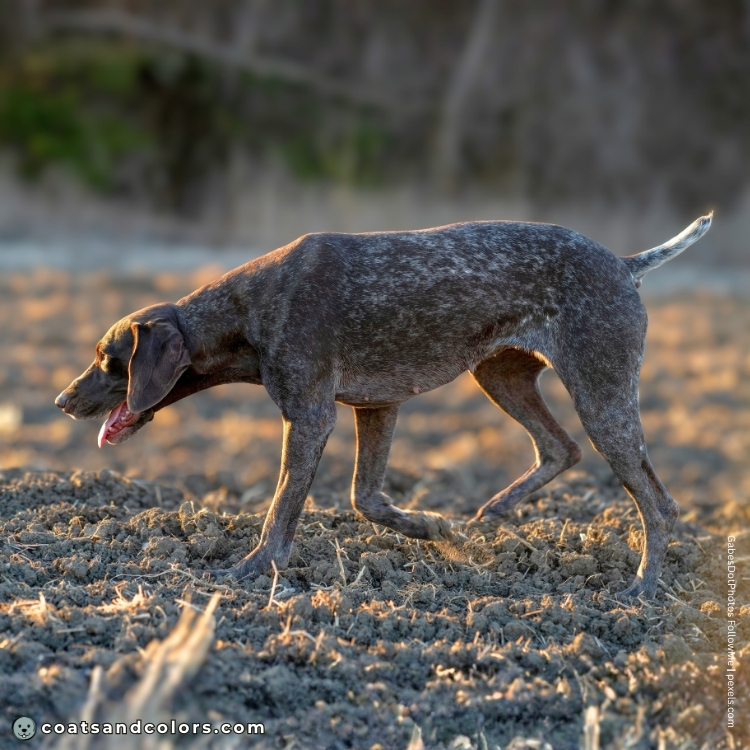coatsandcolors.com ticking mottles white tail 1