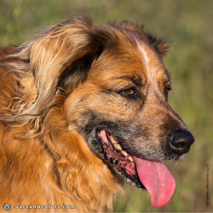 coatsandcolors.com ticking roan flecking patterns dense muzzle roan