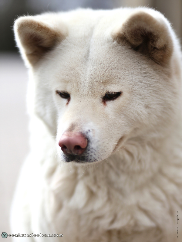 coatsandcolors.com types of white coat in dogs white cream AKita