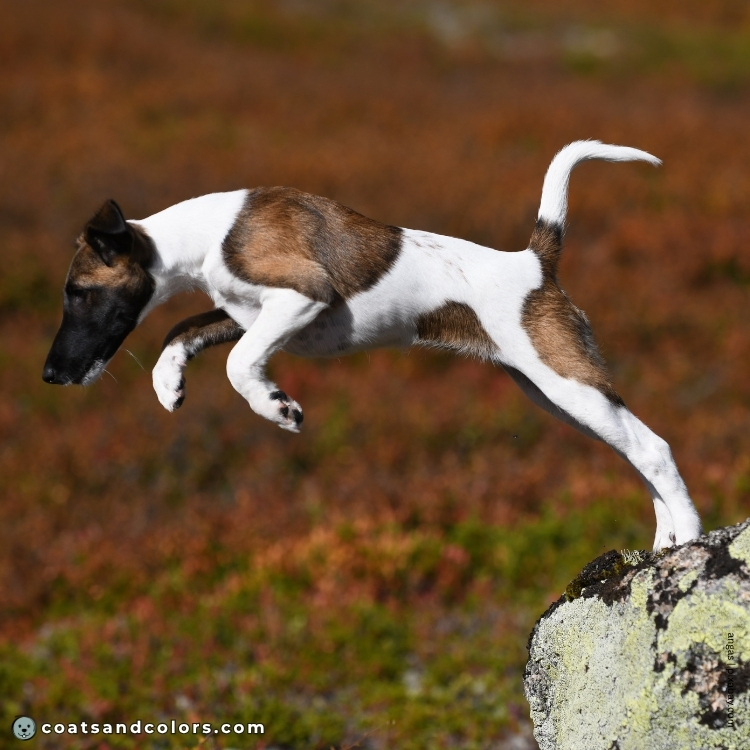 coatsandcolors.com watermarking Fox terrier puppy jumping