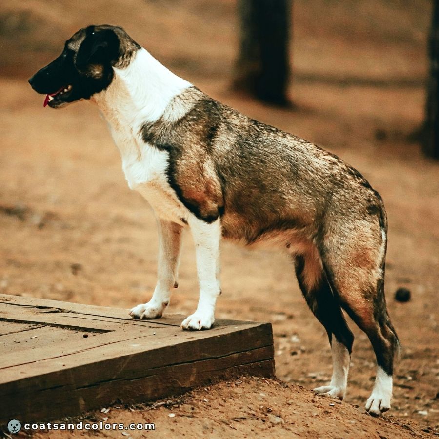 coatsandcolors.com watermarking shaded sable white