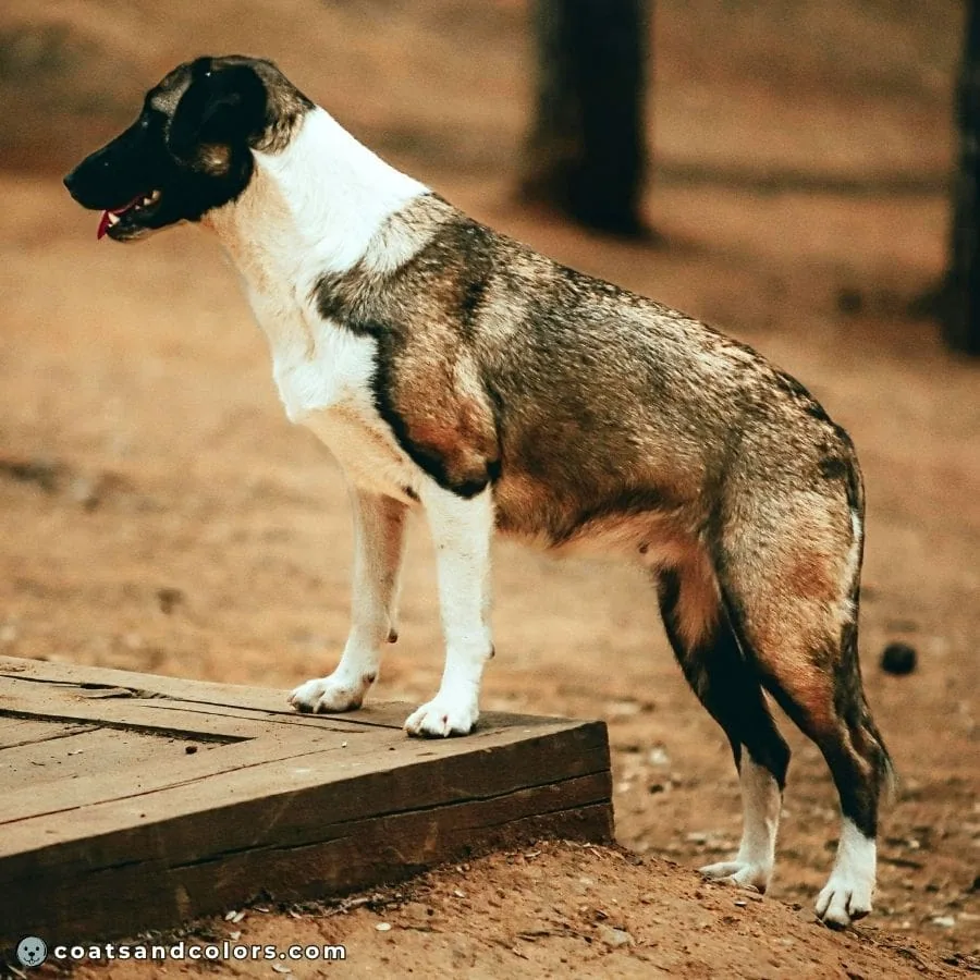coatsandcolors.com watermarking shaded sable white
