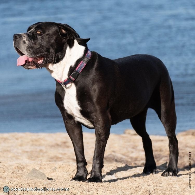 coatsandcolors.com whitehead dogs front white 1