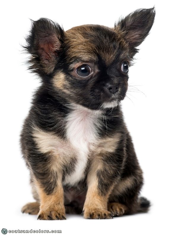 coatsandcolors.com wild type tan markings very dark puppy coat