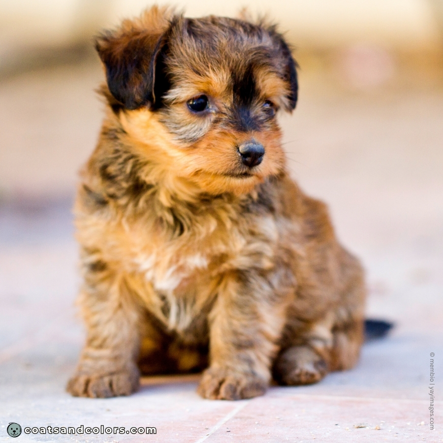coatsandcolors.com wild type tan markings dark puppy overlay