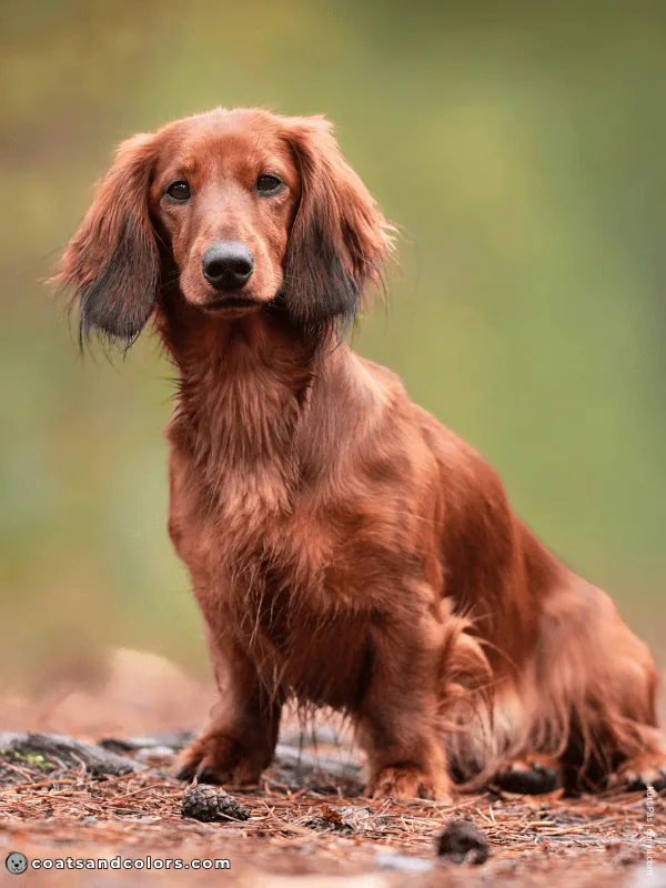 coatsandcolors.com yellow color Dachshund red