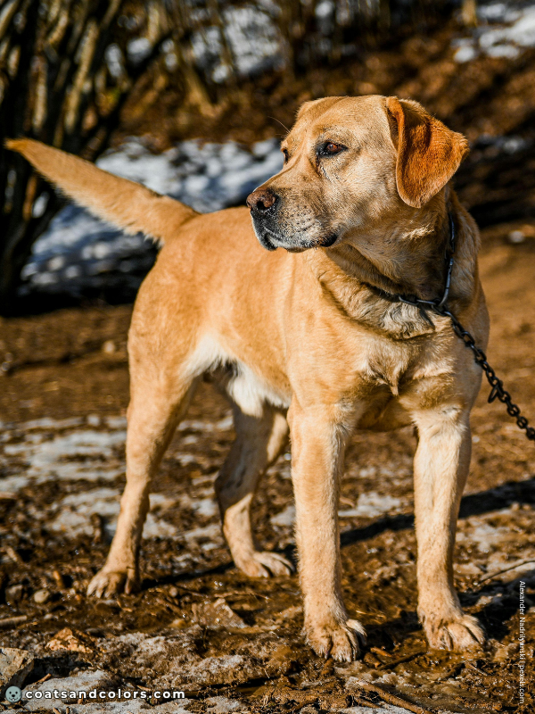 coatsandcolors.com yellow color Labrador golden