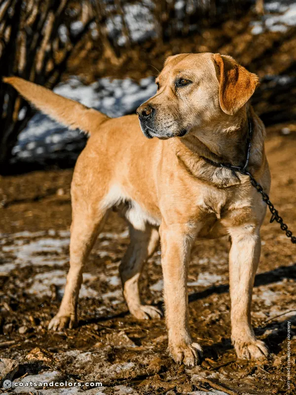 coatsandcolors.com yellow color Labrador golden