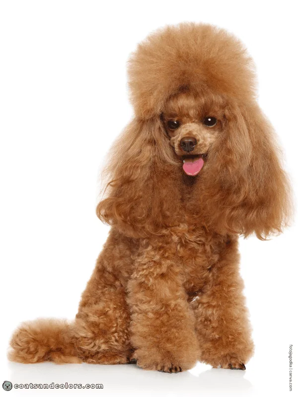 coatsandcolors.com yellow color Poodle red