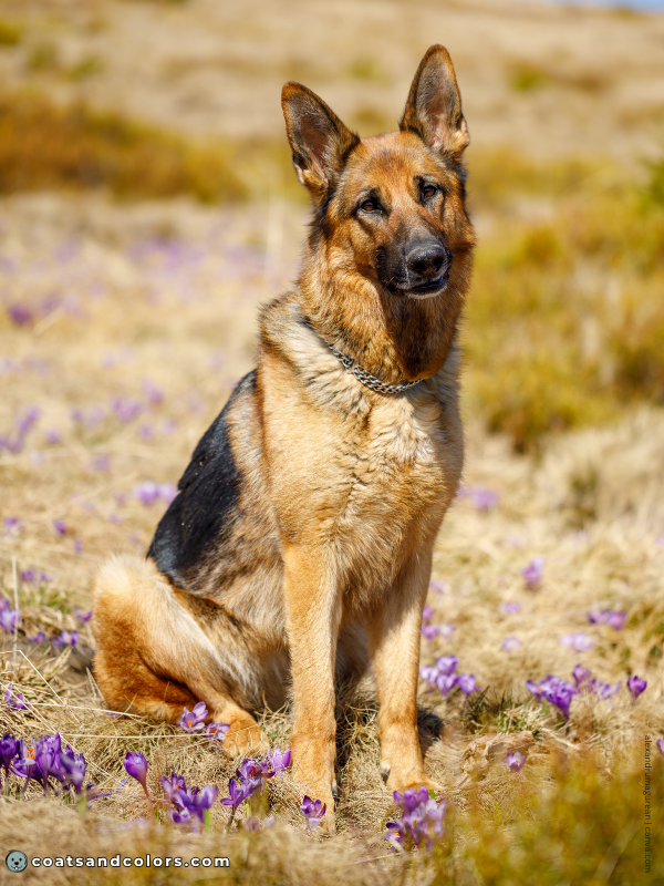 coatsandcolors.com yellow color saddle GSD