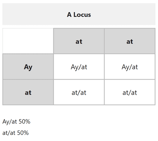 coatsandcolors.com puppy calculator example Punnet square