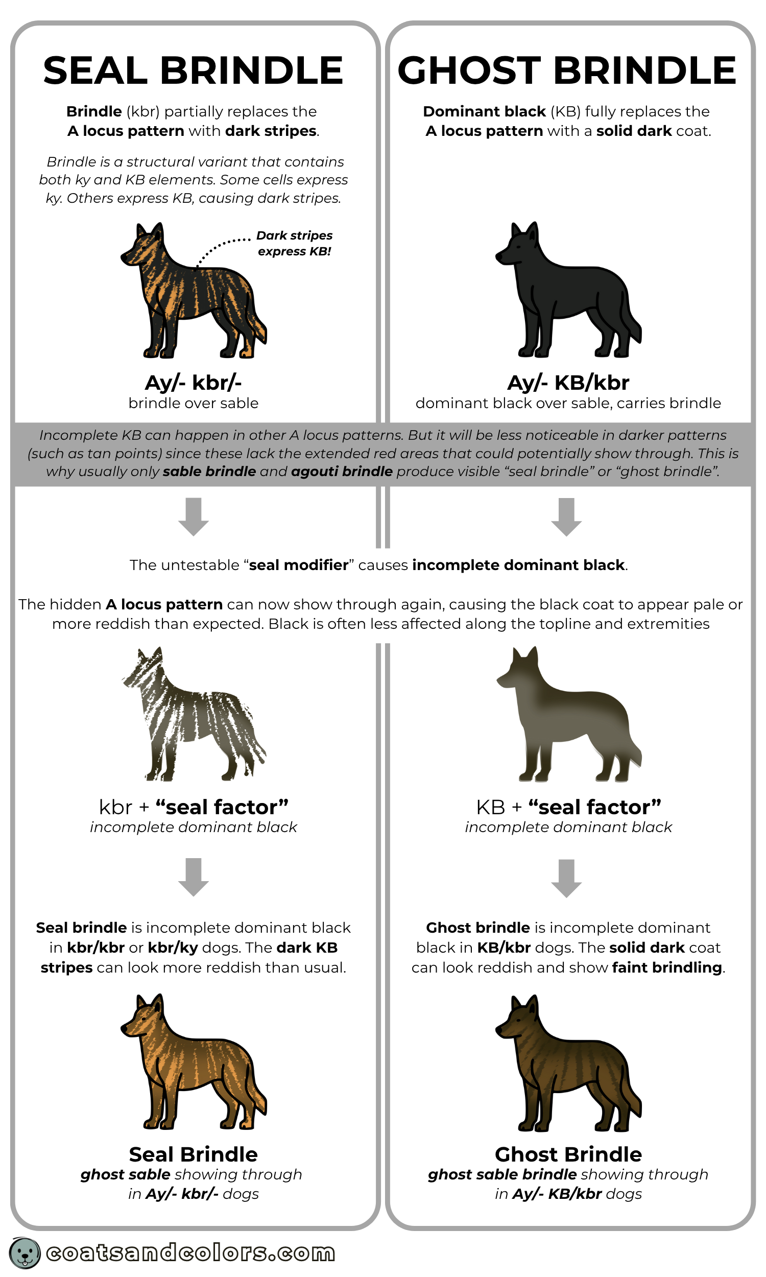 coatsandcolors.com seal brindle vs ghost brindle