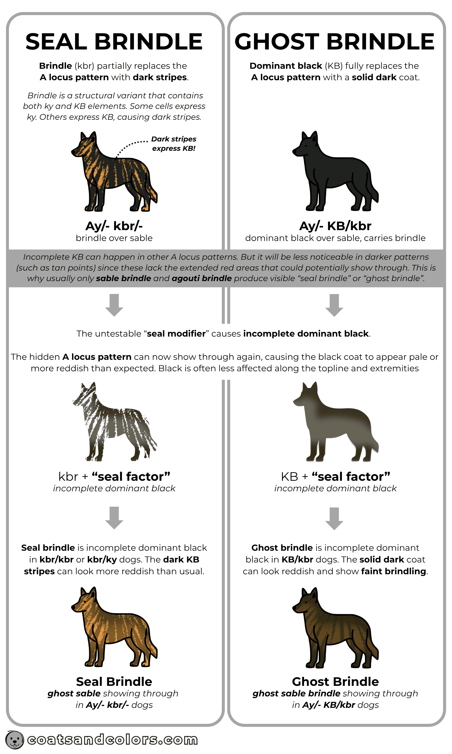 coatsandcolors.com seal brindle vs ghost brindle