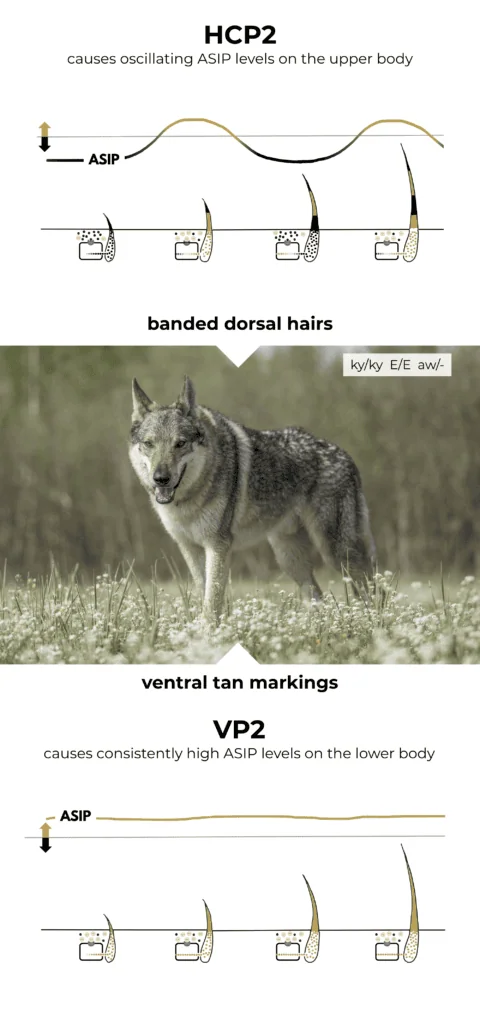 normal agouti aw ASIP VP2HCP2